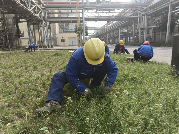 3月22日，行政保衛(wèi)部趙師傅等人在道路兩旁清除雜草。.jpg