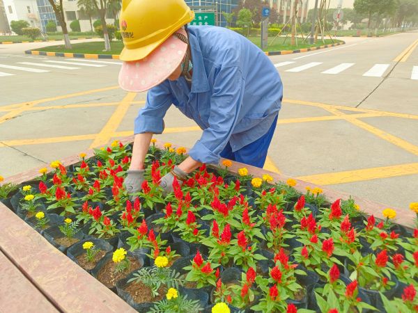 行政保衛(wèi)部趙師傅等人在公司主干道上擺放鮮花。.jpg